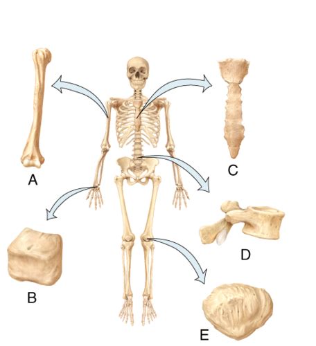 Hw The Axial And Appendicular Skeletons Flashcards Quizlet