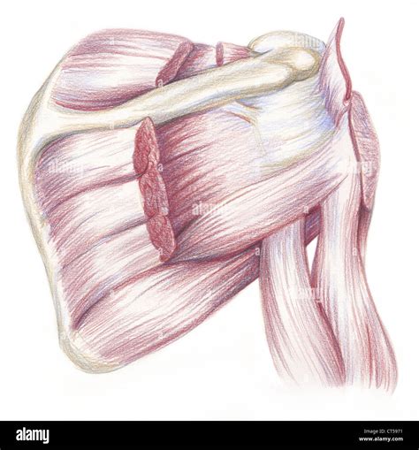 Supraspinatus Muscle High Resolution Stock Photography And Images Alamy