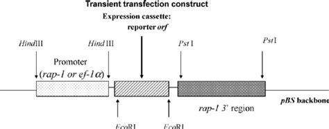 Schematic Representation Of The Structure Of The Plasmid Used For