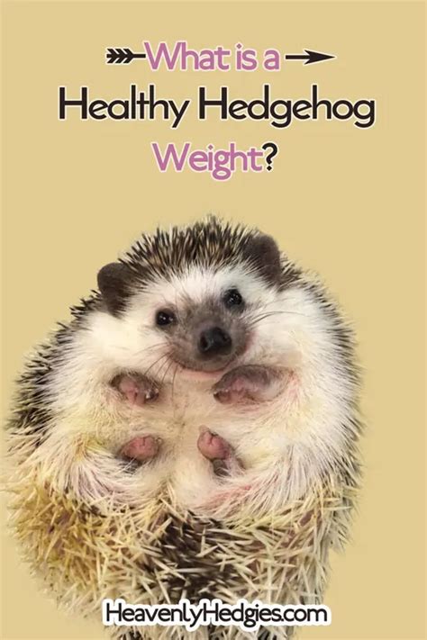 Healthy Hedgehog Weight - Heavenly Hedgies