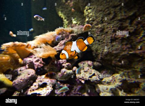 nemo in sydney aquarium Stock Photo - Alamy