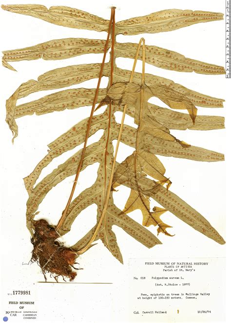 Phlebodium Aureum Rapid Reference The Field Museum