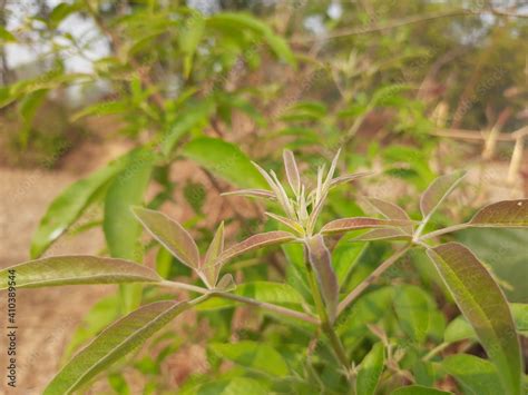 Soft leaves of Vitex negundo (Nirgundi) plant. It's other name Chinese ...