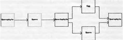 Sexual Life Cycle Schematic An Otherwise Normal Sexual Cycle Resulting Download Scientific