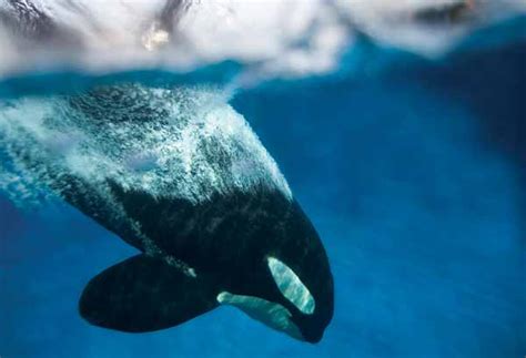 All About Killer Whales - Habitat and Distribution | United Parks & Resorts