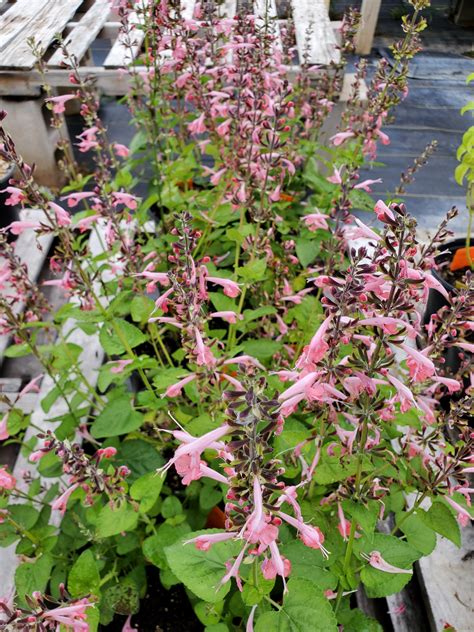 Salvia Coccinea Brenthurst Tropical Sage Nursery Austin Lone