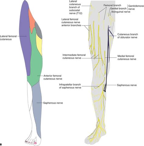 Femoral Nerve Neurologyneeds