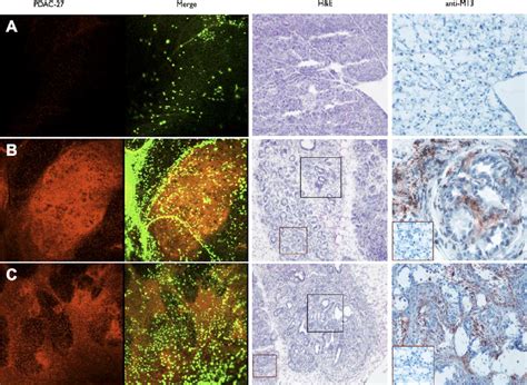 In Vivo Validation Of Clone 27 A Wild Type B 29 Wk Old Krasp16 þ