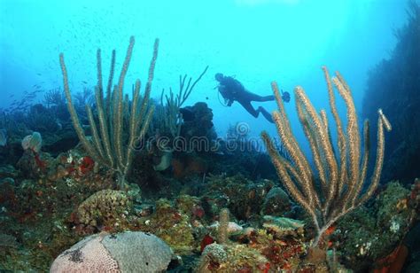 Scuba diver and coral reef stock photo. Image of exploring - 23000650