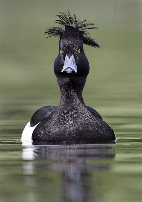 Pin on Birds: Asian