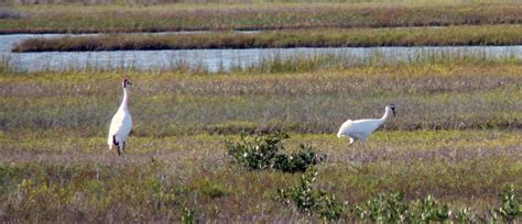 Aransas National Wildlife Refuge Bird Noetz