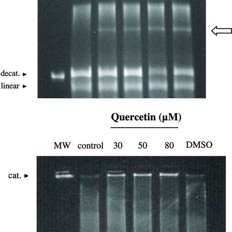 Effect Of Luteolin And Quercetin On Dna Topo Ii Activity Topo Activity