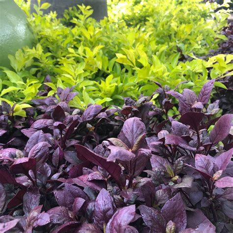 Alternanthera Purple Prince - Colorful Foliage Plant | Cape Garden