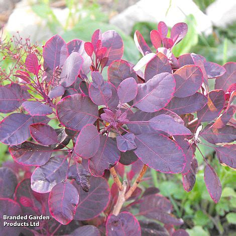 Cotinus Coggygria Lilla Plants Thompson Morgan