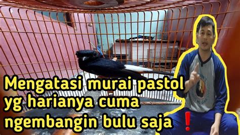 Mengatasi Murai Batu Pastol Yg Harian Nya Cuma Ngembangin Bulu Gimana