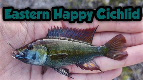 Quest For A New Species Eastern Happy Cichlid Youtube