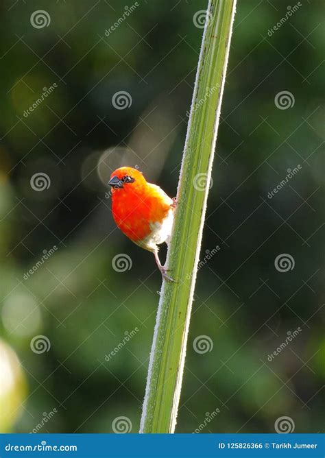 Red Fody Bird in Natural Habitat Stock Photo - Image of fody, tree ...