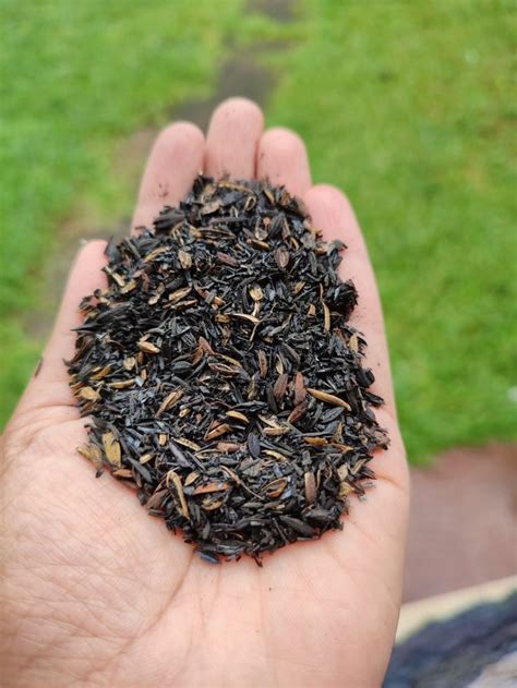 Rice Husk Charcoal Rice Hull Burned Rice Husk 100 Organic Compost