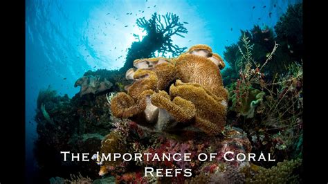 The Importance Of Coral Reefs YouTube