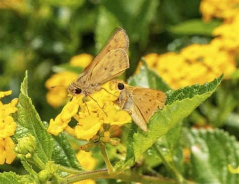 Fiery Skipper Focusing On Wildlife