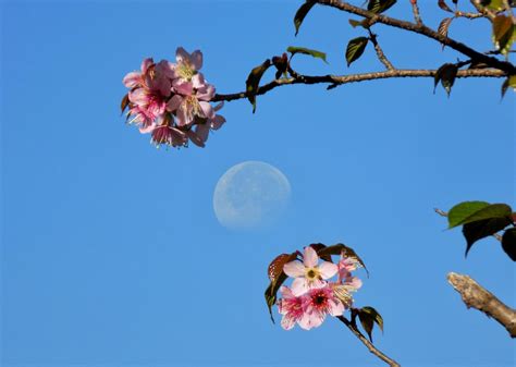 May Flower Moon : Spiritual Meaning & Full Moon Rituals