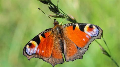 Le Paon Du Jour Aglais Io Photo Nature Et Macro Trigobertnet