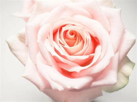 Rose Colors and Their Symbolic Meanings in Floriography - Petal Republic