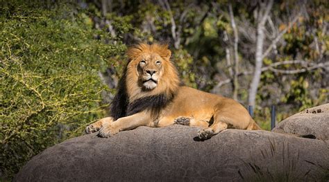 san diego zoo lion More than a century after the legendary rex's roar ...