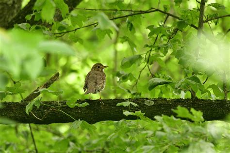 Singdrossel Singdrossel Turdus Philomelos C Daisy Paep