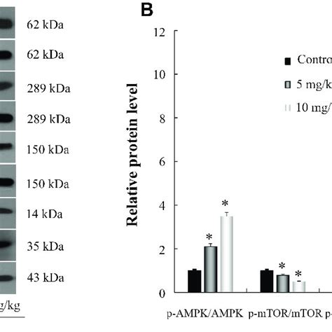 Effects Of Oridonin On P AMPK P MTOR P ULK1 LC3 II And Active