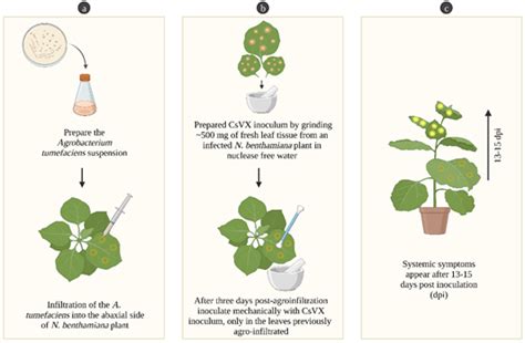 Cassava Torrado Like Virus Encodes A Gene That Facilitates The