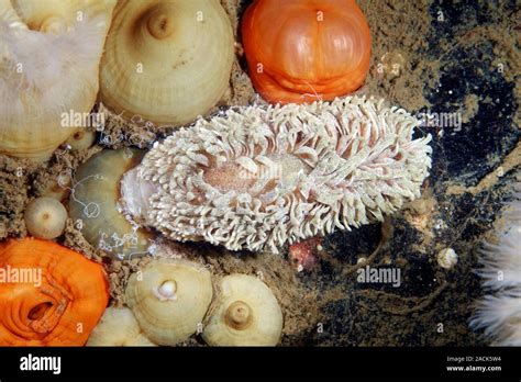 Shaggy Rat N Aeolidia Papillosa Nudibranch Nudibranquios Son Shell