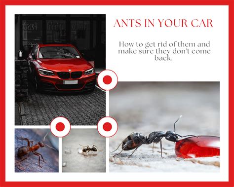 Ants In Your Car Sydneys Best Pest Control 1800 819 189