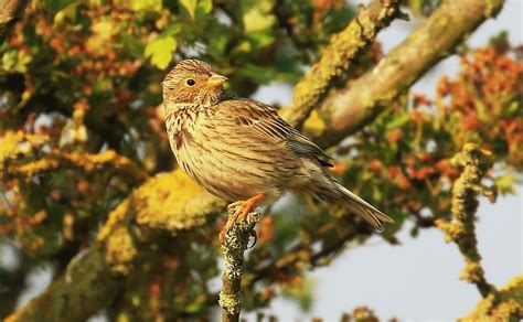 Corn Bunting Moss Lane John Livesley Flickr