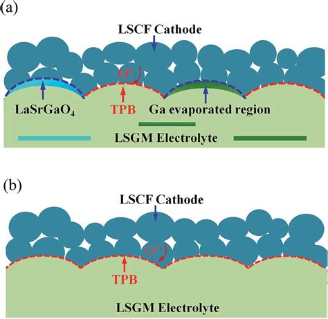 A Schematic Diagrams For The Interfaces And Tpbs Between The Cathode