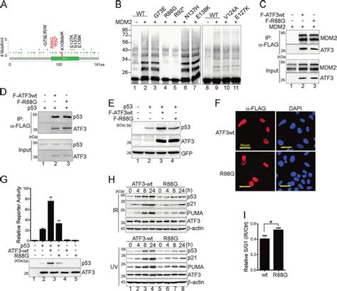 A Cancer Derived ATF3 Mutant Is Unable To Activate P53 In The DNA