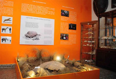 Los Restos Del Gliptodonte Ya Se Exhiben En El Museo Como Prueba De Un