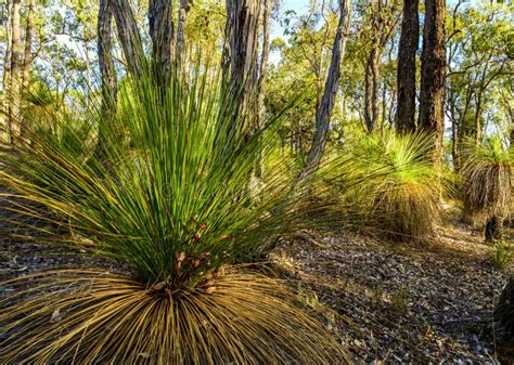 Xanthorrhoea Grass Tree Growing in Perth Western Australia Stock Image ...