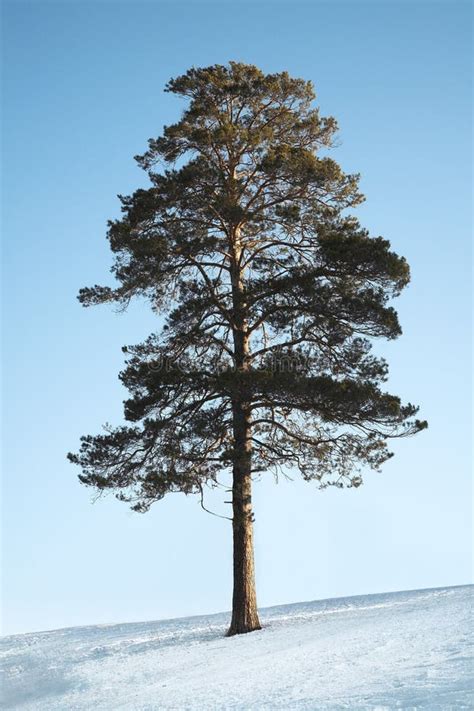 Siberian Pine Tree Forest Stock Photo Image Of Earth 35366950