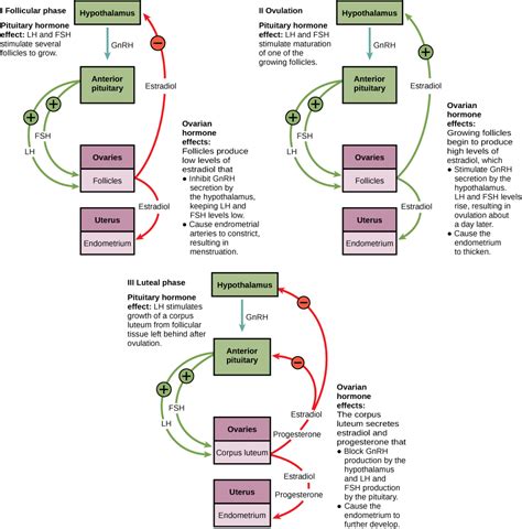 Sex Hormones Human Physiology
