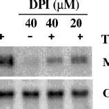 The NADPH Oxidase Inhibitor Diphenylene Iodonium DPI Suppresses TNF