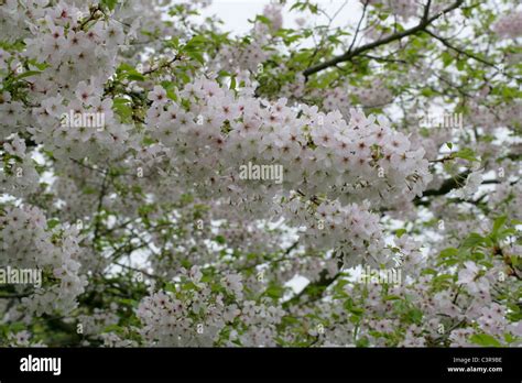 Yoshino Cherry Blossom Prunus X Yedoensis Isu Yoshino Rosaceae