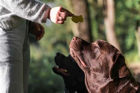 Comment faire pour que mon chien arrête de cacher sa nourriture