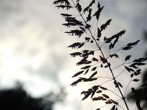 Bildet Tre Natur Gress Gren Sky Anlegg Himmel Hvit Felt Eng