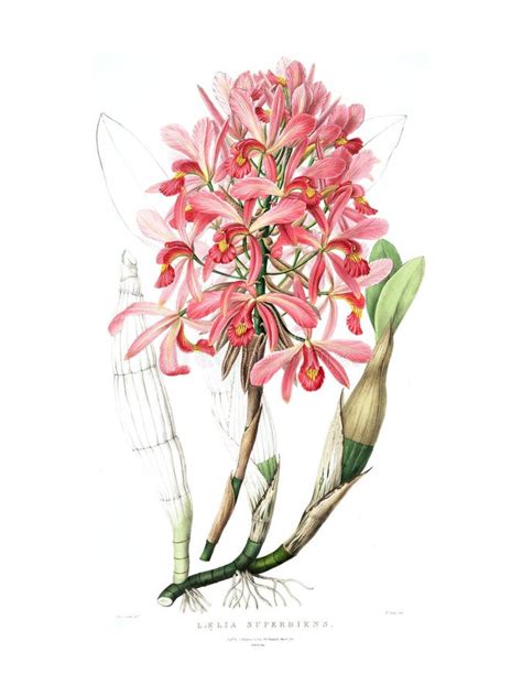 Vintage Botanical Illustration Of Laelia Superbiens Orchid By James