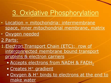 Cellular Respiration Chapter Ppt Download