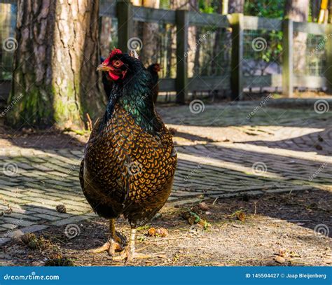 Female Double Laced Barnevelder Chicken , Popular Dutch Hybrid Breed of Chickens that Produce ...