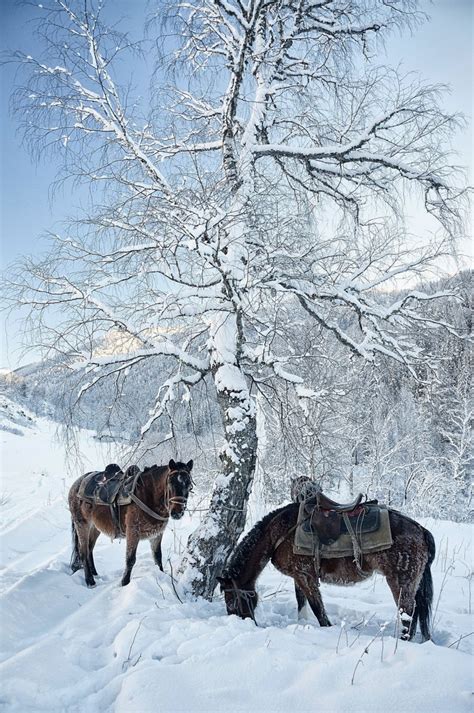 Лошадь с санями зимой - фото и картинки: 69 штук