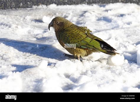 Kea New Zealand Alpine Parrot Nestor Notabilis Arthurs Pass Road