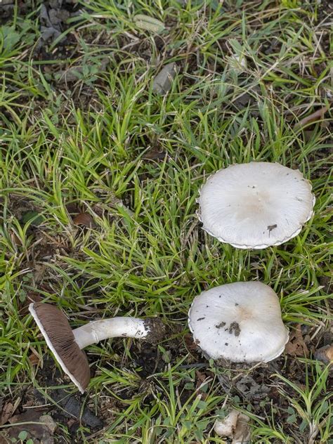 These Look Like Edible Wild Field Mushrooms Agaricus Campestris but Could Be Poisonous and it is ...